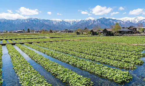 安曇野のわさび田と清流